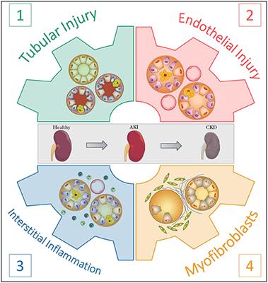 Frontiers | Experimental Aristolochic Acid Nephropathy: A Relevant ...